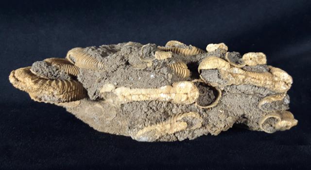 Dactylioceras athleticum (SIMPSON 1855) - Bild &copy; FossNet FossilienStore